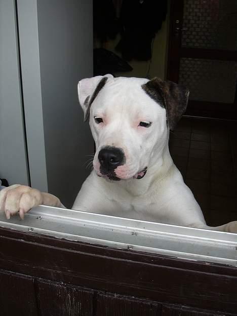 Amerikansk bulldog Razzia - En hilsen til alle på hundenettet! ;-) billede 10