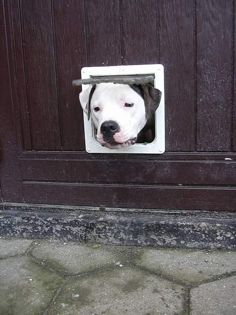 Amerikansk bulldog Razzia - Er jeg blevet for storrr!! billede 11