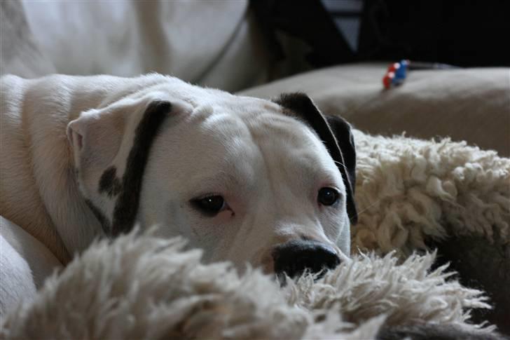 Amerikansk bulldog Razzia - putter lige med lamme tæppet  billede 12