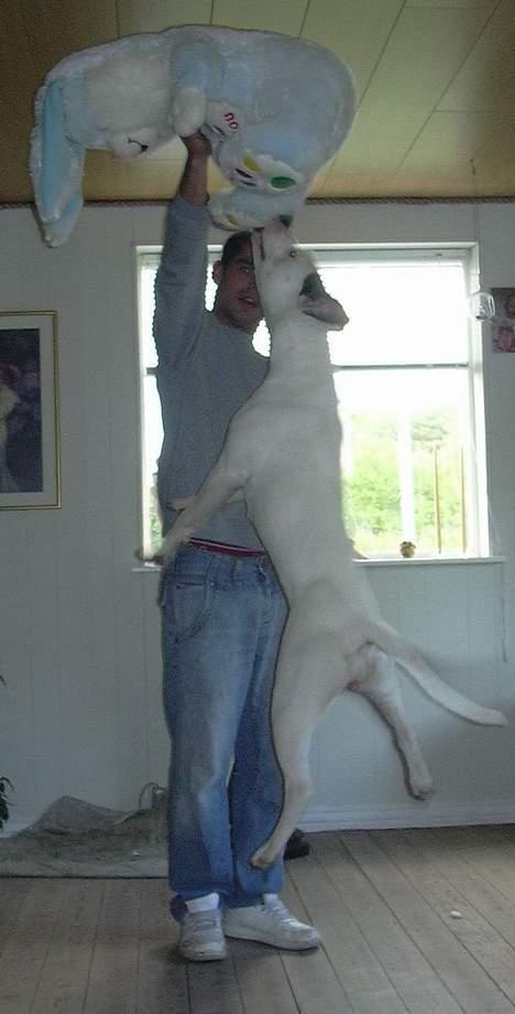 Amerikansk bulldog Razzia - Jolly jumper! billede 13