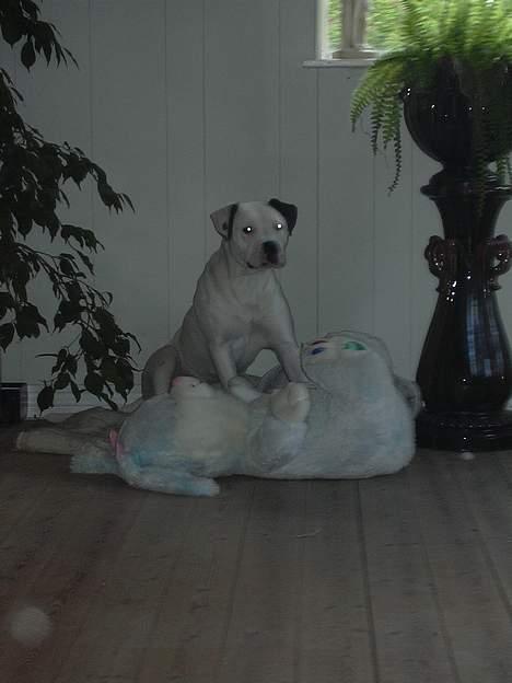 Amerikansk bulldog Razzia - Byttet!!;-) billede 14