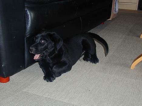 Blanding af racer Buller billede 6