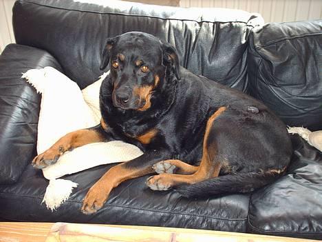 Rottweiler Jutlans Sandra (AFLIVET)  - ja, nu ligger jeg igen i sofaen. thi thi billede 12