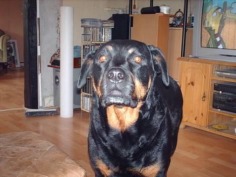 Rottweiler Jutlans Sandra (AFLIVET)  - er det mad, jeg kan lugte?? billede 13