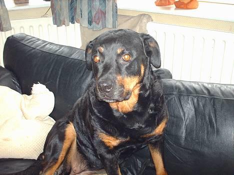Rottweiler Jutlans Sandra (AFLIVET)  - man skulle tro at det her er min sofa, det er det også billede 14