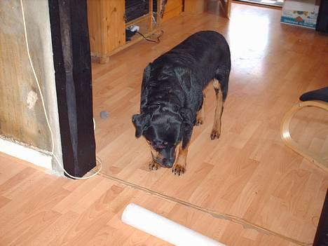 Rottweiler Jutlans Sandra (AFLIVET)  - tør jeg gå over den solplet?? billede 15