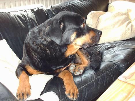 Rottweiler Jutlans Sandra (AFLIVET)  - skal jeg gå ned nu?? billede 16