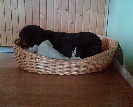 Rottweiler Jutlans Sandra (AFLIVET)  - jeg er træt.!! billede 17