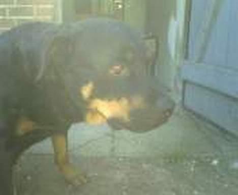 Rottweiler Jutlans Sandra (AFLIVET)  - hendes smukke hoved. billede 18