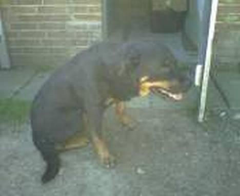 Rottweiler Jutlans Sandra (AFLIVET)  - er hun ikke sød? billede 19