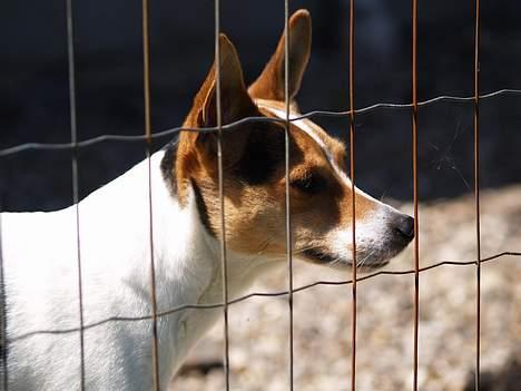 Blanding af racer Molly - 5 juni 06 Molly i hundegården billede 11