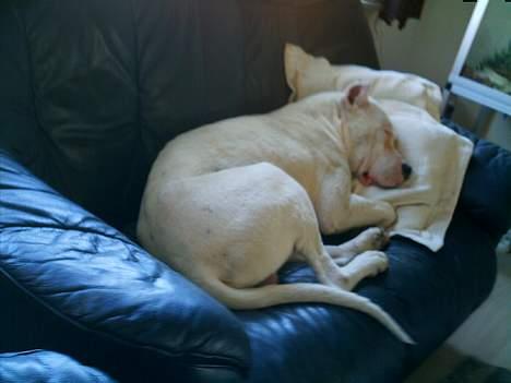 Dogo argentino Esto Del Cavdillo - Fedt man 2 pers. sofa for mig selv billede 4