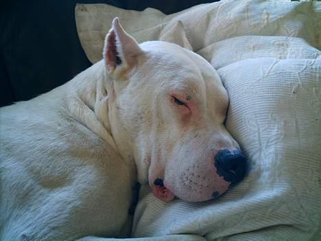 Dogo argentino Esto Del Cavdillo billede 5