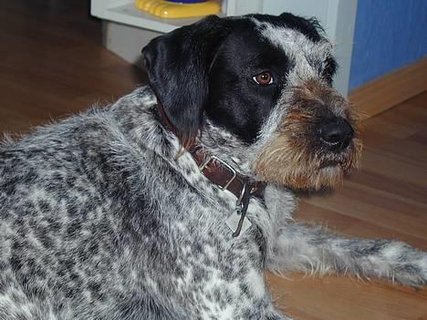 Blanding af racer Berta billede 1