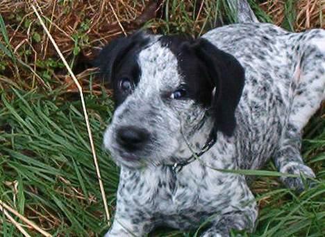 Blanding af racer Berta billede 2