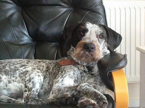 Blanding af racer Berta - denne stol må hun godt ligge i, ellers må hun ikke være i andre møbler billede 3