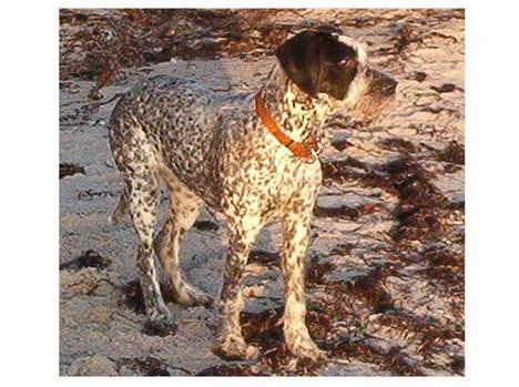 Blanding af racer Berta billede 4