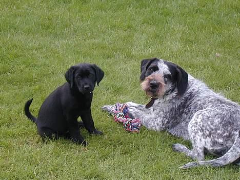 Blanding af racer Berta billede 5