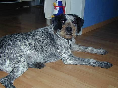 Blanding af racer Berta billede 6