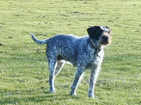 Blanding af racer Berta billede 7