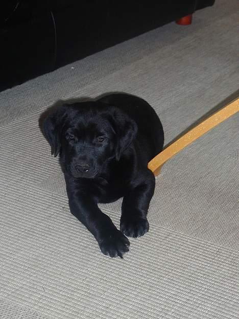 Blanding af racer Buller billede 7