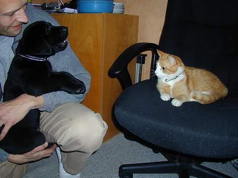 Blanding af racer Buller - Buller og Bølle skal lige se hinanden lidt an billede 8