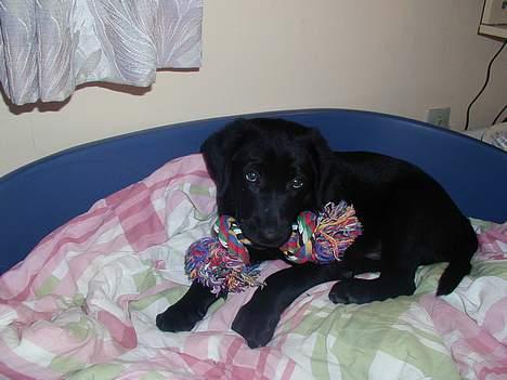 Blanding af racer Buller - buller med sit ynglingslegetøj billede 9