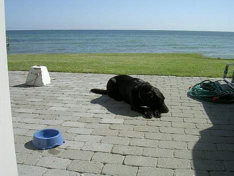 Labrador retriever Rico  (Formel 1) - her ligger han og nyder den dejlig sol. billede 3