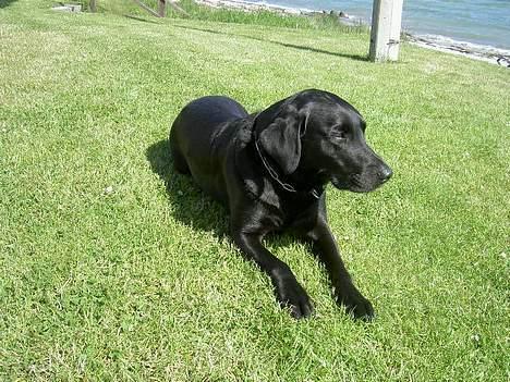 Labrador retriever Rico  (Formel 1) - her ligger han og kigger ud på vandet. billede 4
