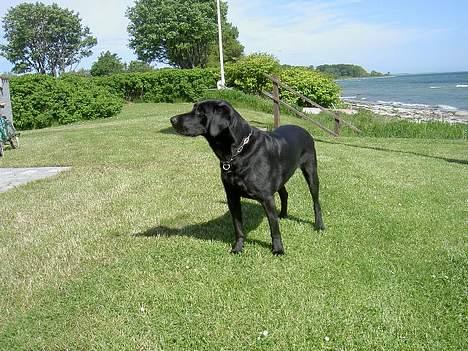 Labrador retriever Rico  (Formel 1) - her står han og holder øje med alle ting. billede 6