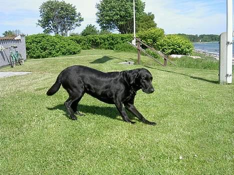 Labrador retriever Rico  (Formel 1) - her er han lige ved at ligge sig ned. billede 7