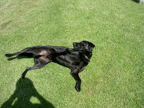 Labrador retriever Rico  (Formel 1) - og så slapper han af. billede 8