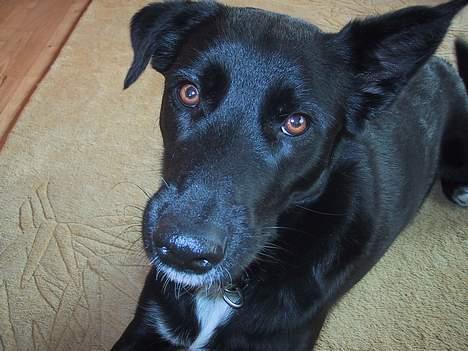 Blanding af racer Perle Sapangeraq billede 9