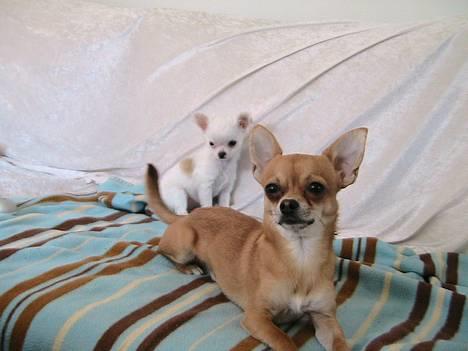 Chihuahua Destiny billede 16