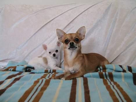 Chihuahua Destiny billede 17