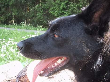 Blanding af racer Perle Sapangeraq - 05-06-06. Kan personlig rigtig rigtig godt lide det.. billede 10