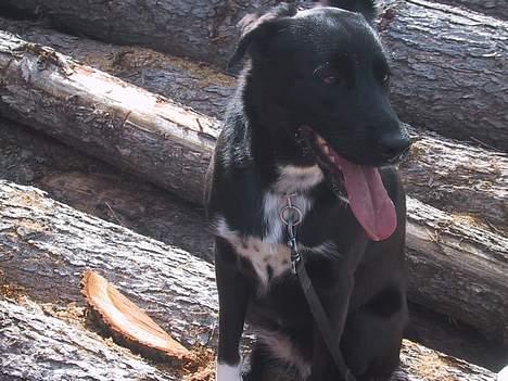 Blanding af racer Perle Sapangeraq - Taget den 5. juni 06. Perle på udflugt på træstammerne billede 11