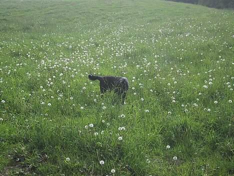 Blanding af racer Perle Sapangeraq - Mmmh, det er sjovt på marken! (05-06-06) billede 12