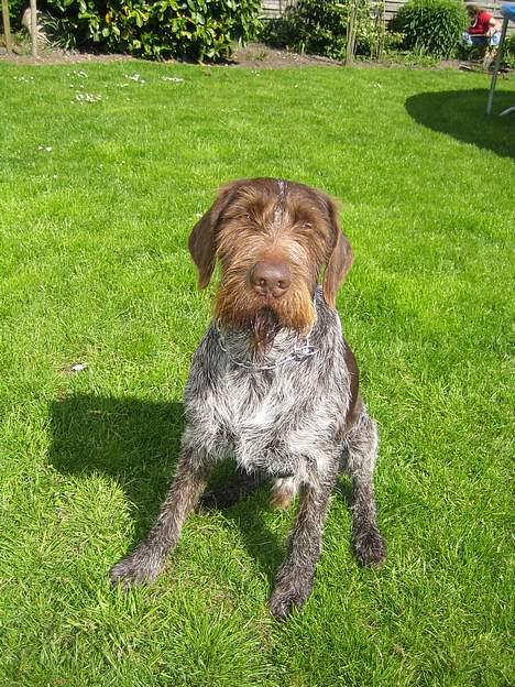 Ruhåret hønsehund Madsen billede 10