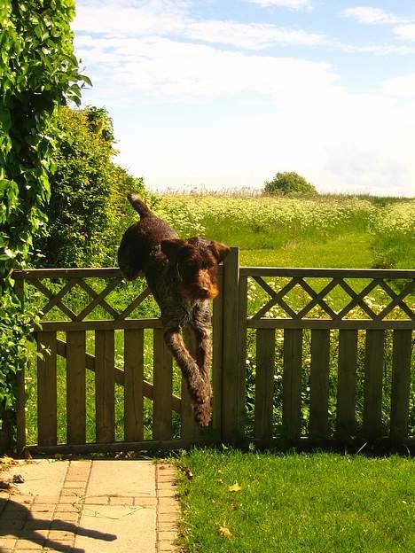 Ruhåret hønsehund Madsen billede 11