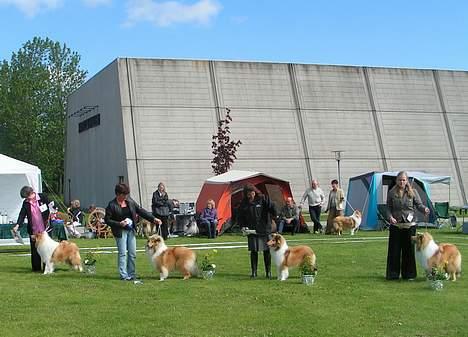Collie langhåret Bertram billede 16