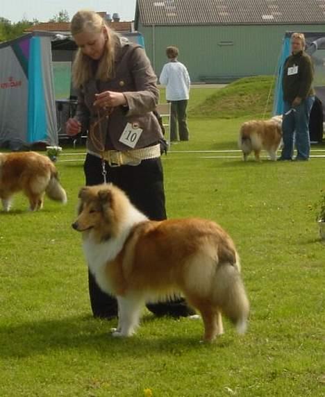 Collie langhåret Bertram billede 17