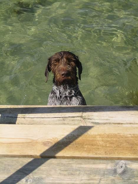 Ruhåret hønsehund Madsen billede 12