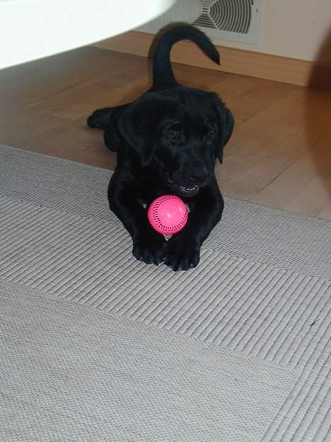 Blanding af racer Buller - har lige fået en ny bold billede 10