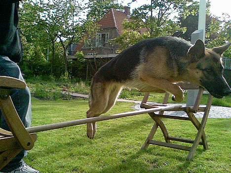 Schæferhund Sandra - Sandra elsker at springe. billede 12