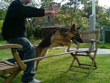 Schæferhund Sandra - Spring. billede 13