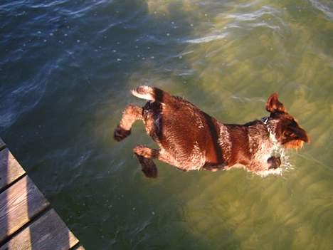 Ruhåret hønsehund Madsen billede 14