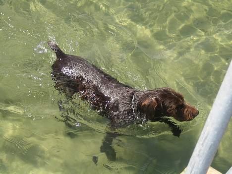 Ruhåret hønsehund Madsen billede 17
