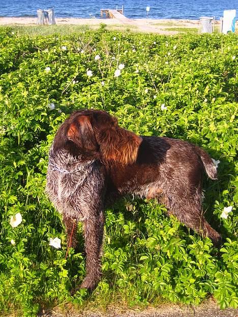 Ruhåret hønsehund Madsen billede 18