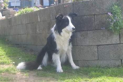 Border collie Windy - Hvis jeg gemmer mig her - kan hvalpene ikke se mig hi hi! billede 10